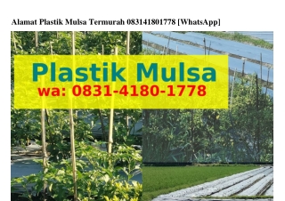 Alamat Plastik Mulsa TermurahAlamat Plastik Mulsa Termurah Ö83l_4l8Ö_lᜪᜪ8[WhatsA