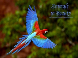 Animals in Beauty part2