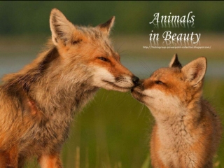 Animals in Beauty part3