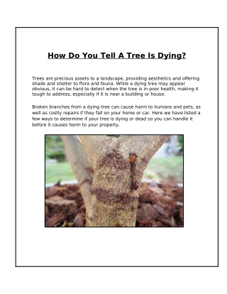 How Can You Identify a Dying Tree?