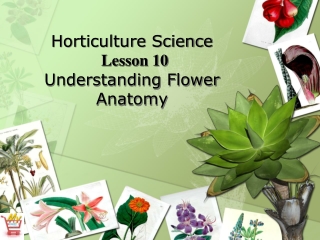 Horticulture Science Lesson 10 Understanding Flower Anatomy