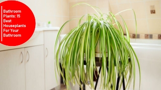 Bathroom Plants 15 Best Houseplants For Your Bathroom