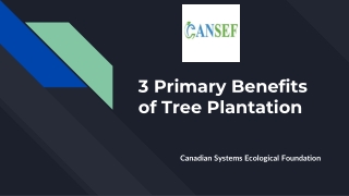 3 Primary Benefits of Tree Plantation