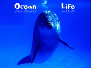 Ocean life