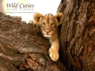 Wild Cuties