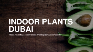 Indoor Plants Dubai