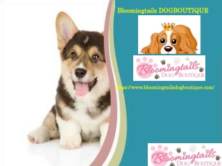 Small Dog Hair Bow, bloomingtailsdogboutique.com