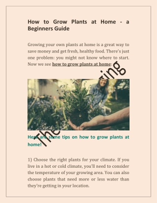 How to Grow Plants at Home - a Beginners Guide
