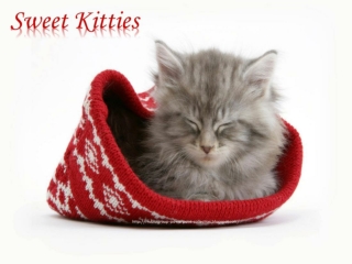 ANIMALS : Sweet kitties