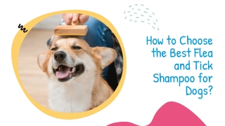 How to Choose the Best Flea and Tick Shampoo for Dogs? | VetSupply