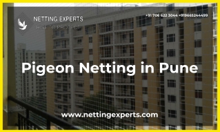 Pigeon Netting in Pune - Netting Experts