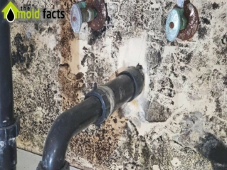 Mold Inspection Santa Clarita