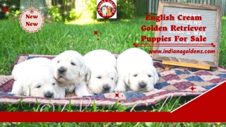 Fine breeds English Cream Golden Retriever Puppies for sale at Indiana