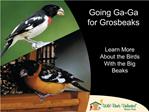 Going Ga-Ga for Grosbeaks