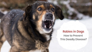 Rabies in Dogs How to Prevent This Deadly Disease