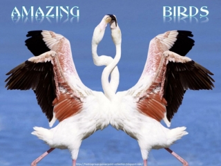 Amazing Birds (1)