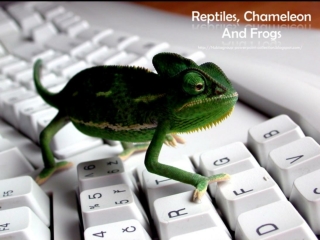 Amazing Chameleons, Reptiles and Frogs