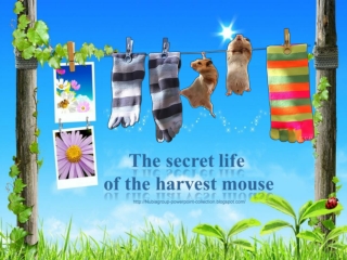 The secret life of the Harvest Mouse