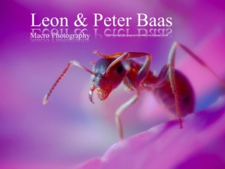 Macro-Photography (1) LPB