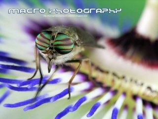 Macro-Photography (5)