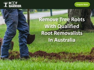 Remove Tree Roots With Qualified Root Removalists In Australia