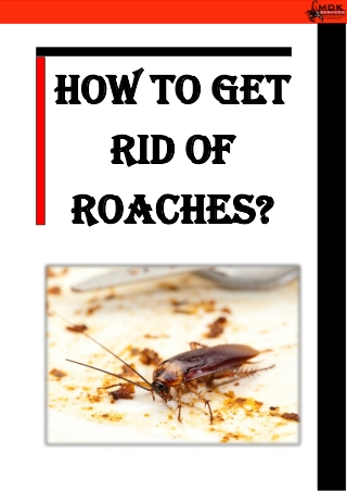 How to Get Rid of Roaches?