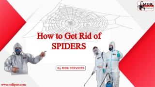 How to Get Rid of Spiders?