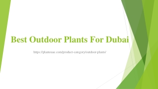 Best Outdoor Plants For Dubai