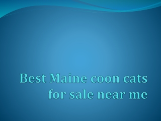 Best Maine coon cats for sale near