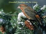 Crossbill Feeding on Fir Cones