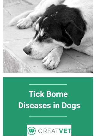 Tick Borne Diseases in Dogs