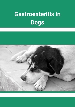 Gastroenteritis in Dogs