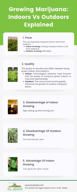 Growing Marijuana Indoors Vs Outdoors Explained