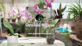 Use The Best Orchid Potting Mixes for Vigorous Orchids