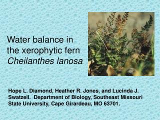 Water balance in the xerophytic fern Cheilanthes lanosa