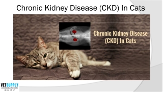 Know all about Chronic Kidney Disease (CKD) In Cats | VetSupply