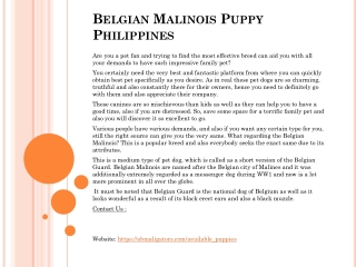 Belgian Malinois Puppy Philippines