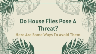 Do Houseflies Pose A Threat? Here Are Some Ways To Avoid Them