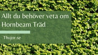 Allt du behöver veta om Hornbeam Träd
