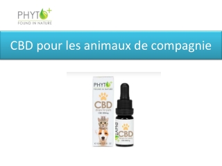 CBD pour les animaux de compagnie