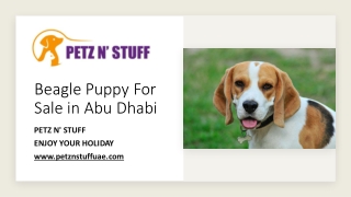 Beagle Puppy For Sale in Abu Dhabi