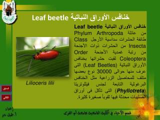 خنافس الأوراق النباتية Leaf beetle