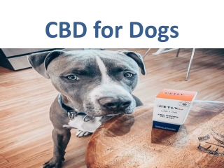 CBD for Dogs