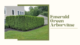 Emerald Green Arborvitae- Is it right for your landscape?