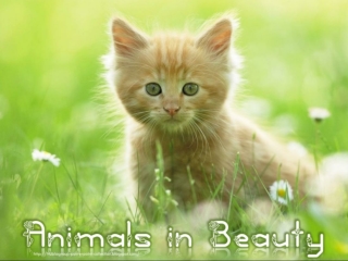 Animals in Beauty (part 6)