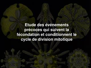 Etude des événements précoces qui suivent la fécondation et conditionnent le cycle de division mitotique