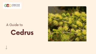 Want To Know About Cedrus ?