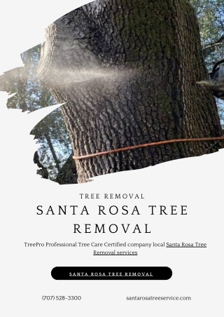 Santa Rosa Tree Removal