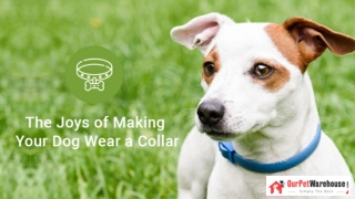 Celebrate Your Dog’s Life Moments with Dog Collar Charms