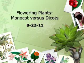 Flowering Plants: Monocot versus Dicots